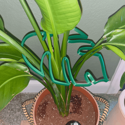 Monstera Leaf Plant Support | Unique & Aesthetic Monstera Plant Support | Keeps Plants Tame and Growing Vertical