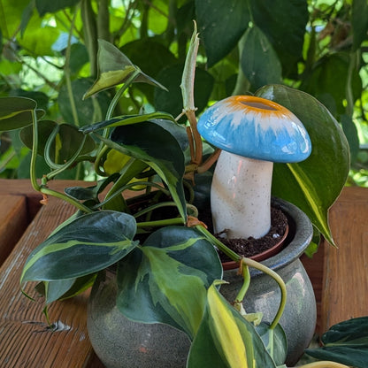 Medium Mushroom Watering Spike