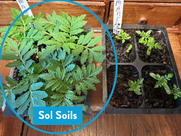 Seedling & Propagation Mix (Large Gallons Only to Start)